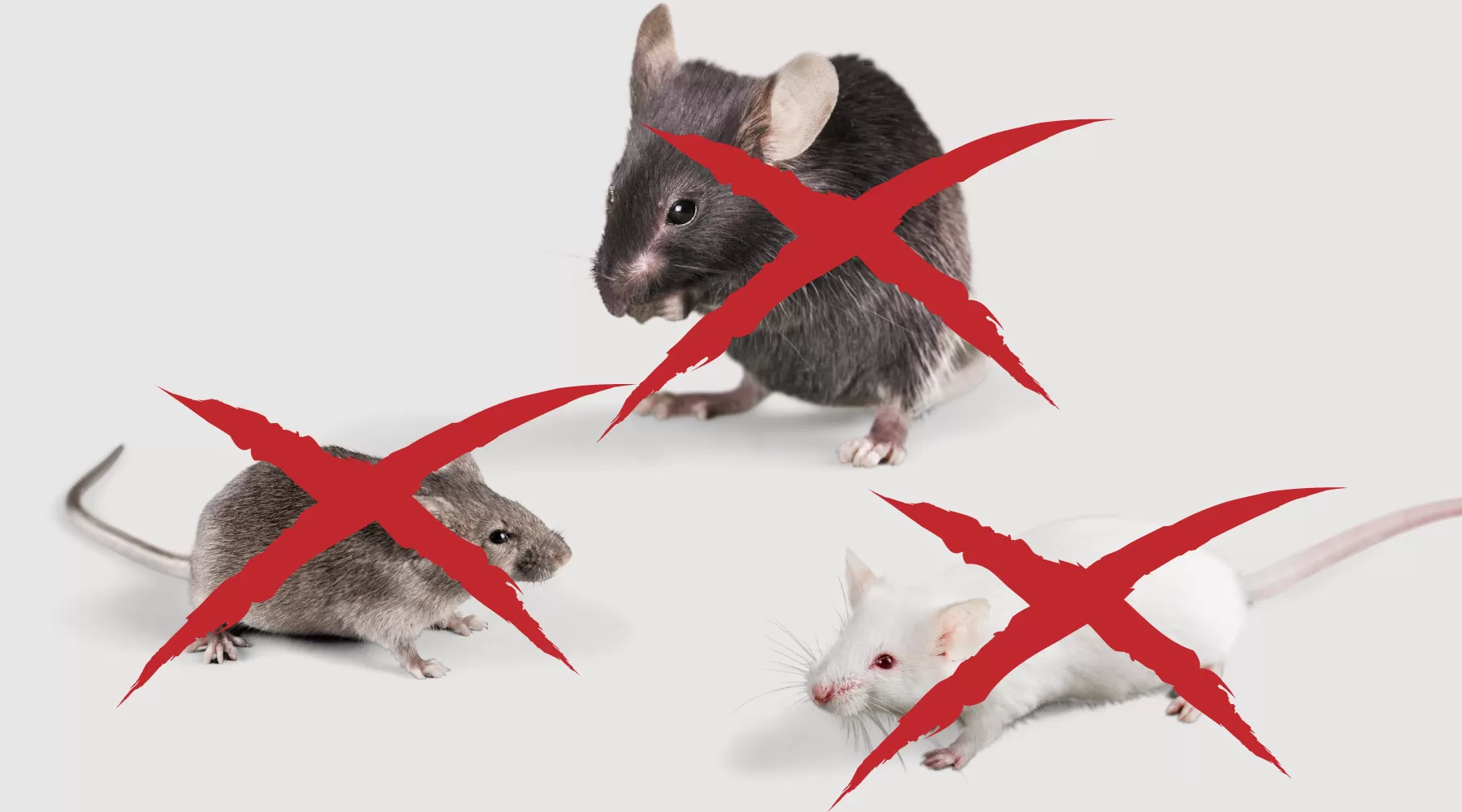 Tell you how to kill mice at home effectively CÔNG TY CỔ PHẦN KHỬ